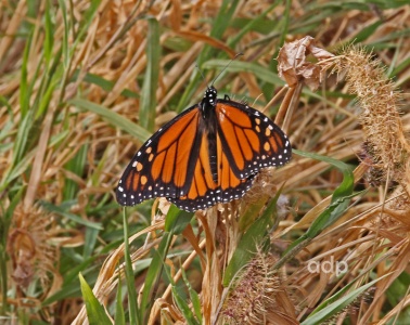 Monarch Danaus plexippus Gran Canaria, Alan Prowse
